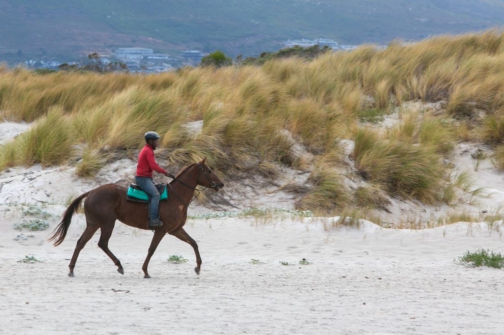 horse, rider, beach